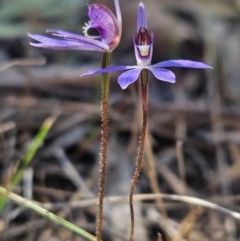 Cyanicula caerulea (Blue Fingers, Blue Fairies) at Denman Prospect, ACT - 7 Sep 2024 by atticus