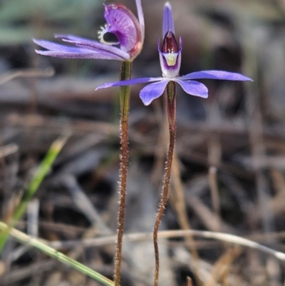 Cyanicula caerulea (Blue Fingers, Blue Fairies) at Denman Prospect, ACT - 7 Sep 2024 by atticus