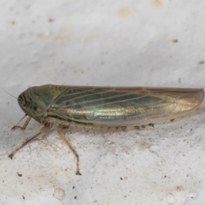 Limotettix incertus (Leafhopper) at Melba, ACT - 5 Sep 2024 by kasiaaus