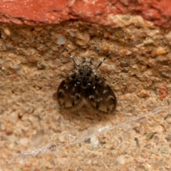 Rotundopteryx sp. (genus) (Drain Fly) at Downer, ACT - 7 Sep 2024 by RobertD