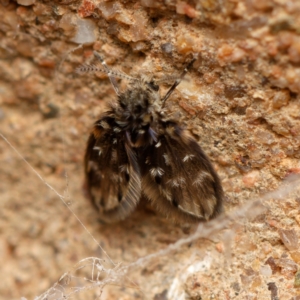 Rotundopteryx sp. (genus) at Downer, ACT - 7 Sep 2024