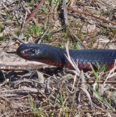 Pseudechis porphyriacus (Red-bellied Black Snake) at Denman Prospect, ACT - 7 Sep 2024 by atticus