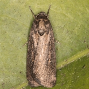 Athetis tenuis at Melba, ACT - 5 Sep 2024 11:04 PM