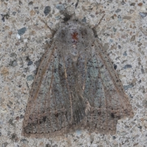 Pantydia (genus) at Melba, ACT - 5 Sep 2024 11:06 PM