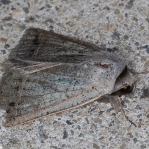 Pantydia (genus) at Melba, ACT - 5 Sep 2024 11:06 PM