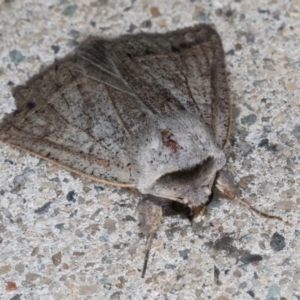 Pantydia (genus) at Melba, ACT - 5 Sep 2024 11:06 PM