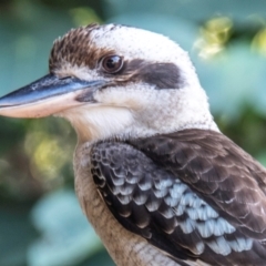 Dacelo novaeguineae (Laughing Kookaburra) at Nelly Bay, QLD - 15 Jul 2024 by Petesteamer