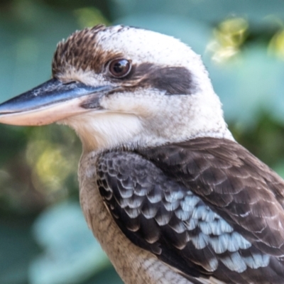 Dacelo novaeguineae (Laughing Kookaburra) at Nelly Bay, QLD - 16 Jul 2024 by Petesteamer