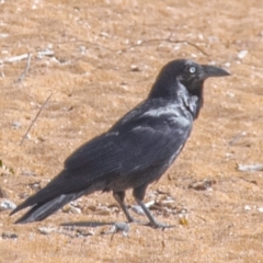 Corvus coronoides (Australian Raven) at Florence Bay, QLD - 16 Jul 2024 by Petesteamer