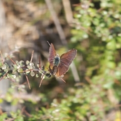 Paralucia crosbyi (Violet Copper Butterfly) at Yarrangobilly, NSW - 6 Sep 2024 by petalsandplumes