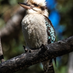 Dacelo novaeguineae (Laughing Kookaburra) at Middlemount, QLD - 20 Jul 2024 by Petesteamer