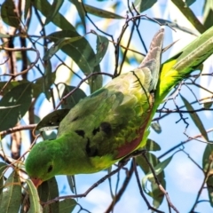 Aprosmictus erythropterus (Red-winged Parrot) at Middlemount, QLD - 20 Jul 2024 by Petesteamer