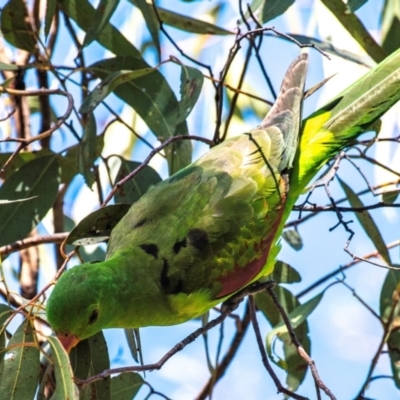 Aprosmictus erythropterus (Red-winged Parrot) at Middlemount, QLD - 20 Jul 2024 by Petesteamer