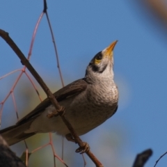 Manorina melanocephala (Noisy Miner) at Middlemount, QLD - 20 Jul 2024 by Petesteamer