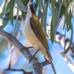 Entomyzon cyanotis (Blue-faced Honeyeater) at Middlemount, QLD - 20 Jul 2024 by Petesteamer