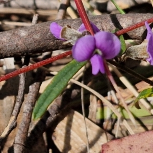 Hovea heterophylla at Wombeyan Caves, NSW - 7 Sep 2024 01:34 PM