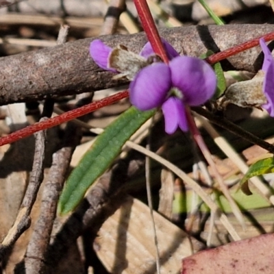 Hovea heterophylla (Common Hovea) at Wombeyan Caves, NSW - 7 Sep 2024 by trevorpreston