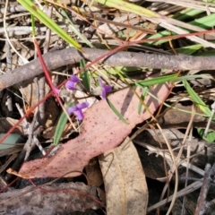 Hovea heterophylla at Wombeyan Caves, NSW - 7 Sep 2024 01:34 PM