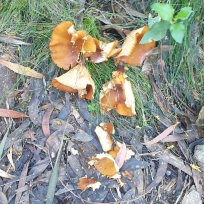 zz agaric (stem; gills white/cream) at Tilba Tilba, NSW - 3 Sep 2024 by Janie