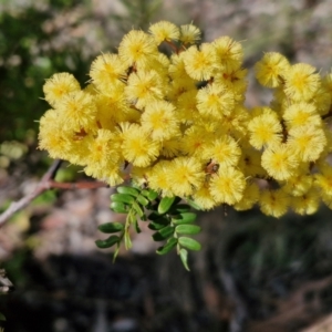 Acacia terminalis at Wombeyan Caves, NSW - 7 Sep 2024 01:31 PM