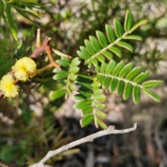 Acacia terminalis at Wombeyan Caves, NSW - 7 Sep 2024 01:31 PM