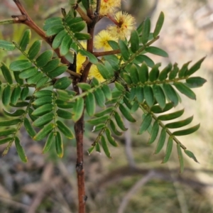 Acacia terminalis at Wombeyan Caves, NSW - 7 Sep 2024 01:31 PM