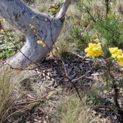 Acacia terminalis at Wombeyan Caves, NSW - 7 Sep 2024 01:31 PM