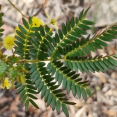 Acacia terminalis at Wombeyan Caves, NSW - 7 Sep 2024 01:31 PM