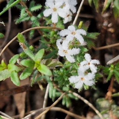 Leucopogon microphyllus var. pilibundus (Hairy Beard Heath) at Wombeyan Caves, NSW - 7 Sep 2024 by trevorpreston