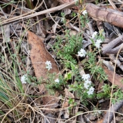 Leucopogon microphyllus var. pilibundus at Wombeyan Caves, NSW - 7 Sep 2024 01:31 PM