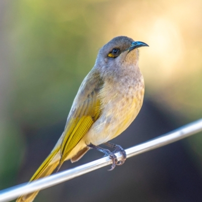 Lichmera indistincta (Brown Honeyeater) at Miara, QLD - 16 Jun 2024 by Petesteamer