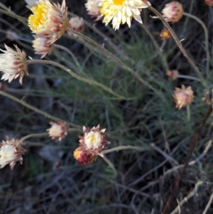 Leucochrysum albicans subsp. tricolor at Fadden, ACT - 7 Sep 2024