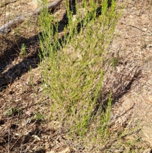 Cassinia sifton at Fadden, ACT - 7 Sep 2024