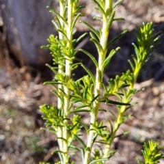 Cassinia sifton at Fadden, ACT - 7 Sep 2024