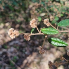 Pomaderris betulina subsp. betulina (Birch Pomaderris) at Curraweela, NSW - 7 Sep 2024 by trevorpreston