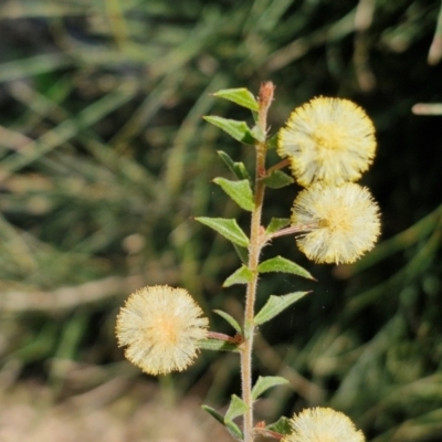 Acacia gunnii (Ploughshare Wattle) at Curraweela, NSW - 7 Sep 2024 by trevorpreston