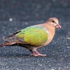 Chalcophaps longirostris at Mon Repos, QLD - 28 Jun 2024 09:40 AM