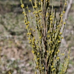 Exocarpos strictus (Dwarf Cherry) at Curraweela, NSW - 7 Sep 2024 by trevorpreston