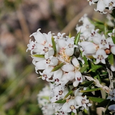 Lissanthe strigosa subsp. subulata (Peach Heath) at Curraweela, NSW - 7 Sep 2024 by trevorpreston