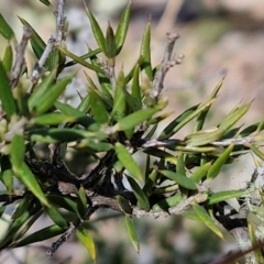 Lissanthe strigosa subsp. subulata at Curraweela, NSW - 7 Sep 2024