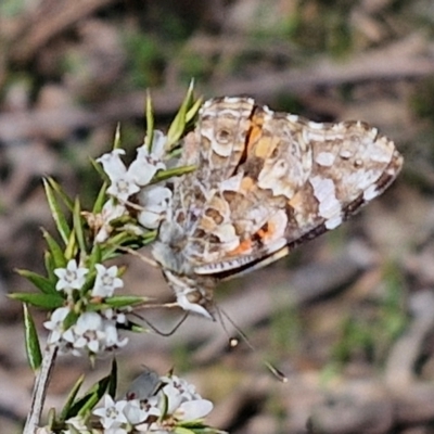 Vanessa kershawi (Australian Painted Lady) at Curraweela, NSW - 7 Sep 2024 by trevorpreston