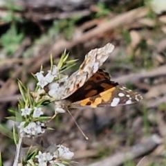 Vanessa kershawi at Curraweela, NSW - 7 Sep 2024