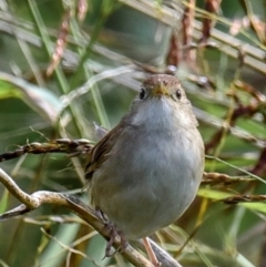 Cincloramphus timoriensis (Tawny Grassbird) at Mon Repos, QLD - 28 Jun 2024 by Petesteamer