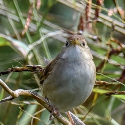 Cincloramphus timoriensis (Tawny Grassbird) at Mon Repos, QLD - 28 Jun 2024 by Petesteamer