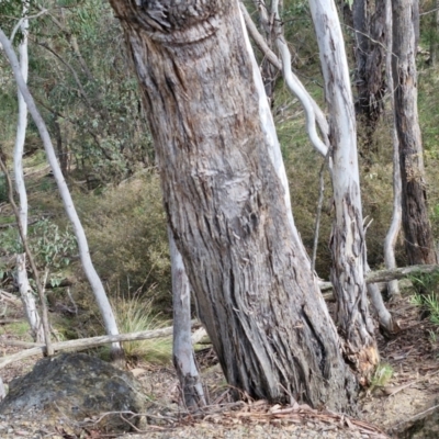 Eucalyptus dives (Broad-leaved Peppermint) at Paling Yards, NSW - 7 Sep 2024 by trevorpreston