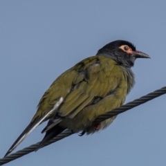 Sphecotheres vieilloti (Australasian Figbird) at Mon Repos, QLD - 28 Jun 2024 by Petesteamer