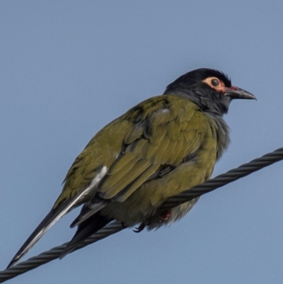 Sphecotheres vieilloti (Australasian Figbird) at Mon Repos, QLD - 28 Jun 2024 by Petesteamer