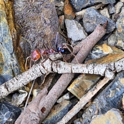 Iridomyrmex sp. (genus) at Paling Yards, NSW - 7 Sep 2024 by trevorpreston