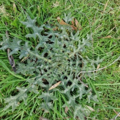 Cirsium vulgare (Spear Thistle) at Paling Yards, NSW - 7 Sep 2024 by trevorpreston