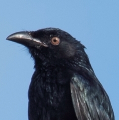 Dicrurus bracteatus (Spangled Drongo) at Mon Repos, QLD - 28 Jun 2024 by Petesteamer